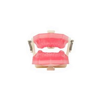 Manequim Top Endodontia PD107 - Pronew