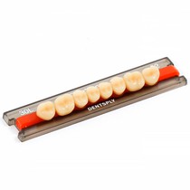 Dente Biotone Posterior Superior - Dentsply Sirona