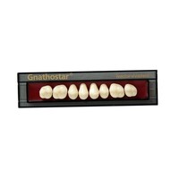 Dente Gnathostar A-D SD82 B1 Sup Post 8Unid. - Ivoclar