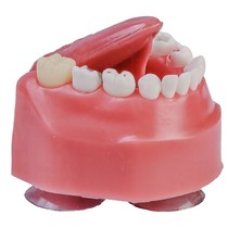 Manequim de Odontopediatria com Freio - Orais