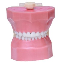 Manequim de Odontopediatria ELC - Orais